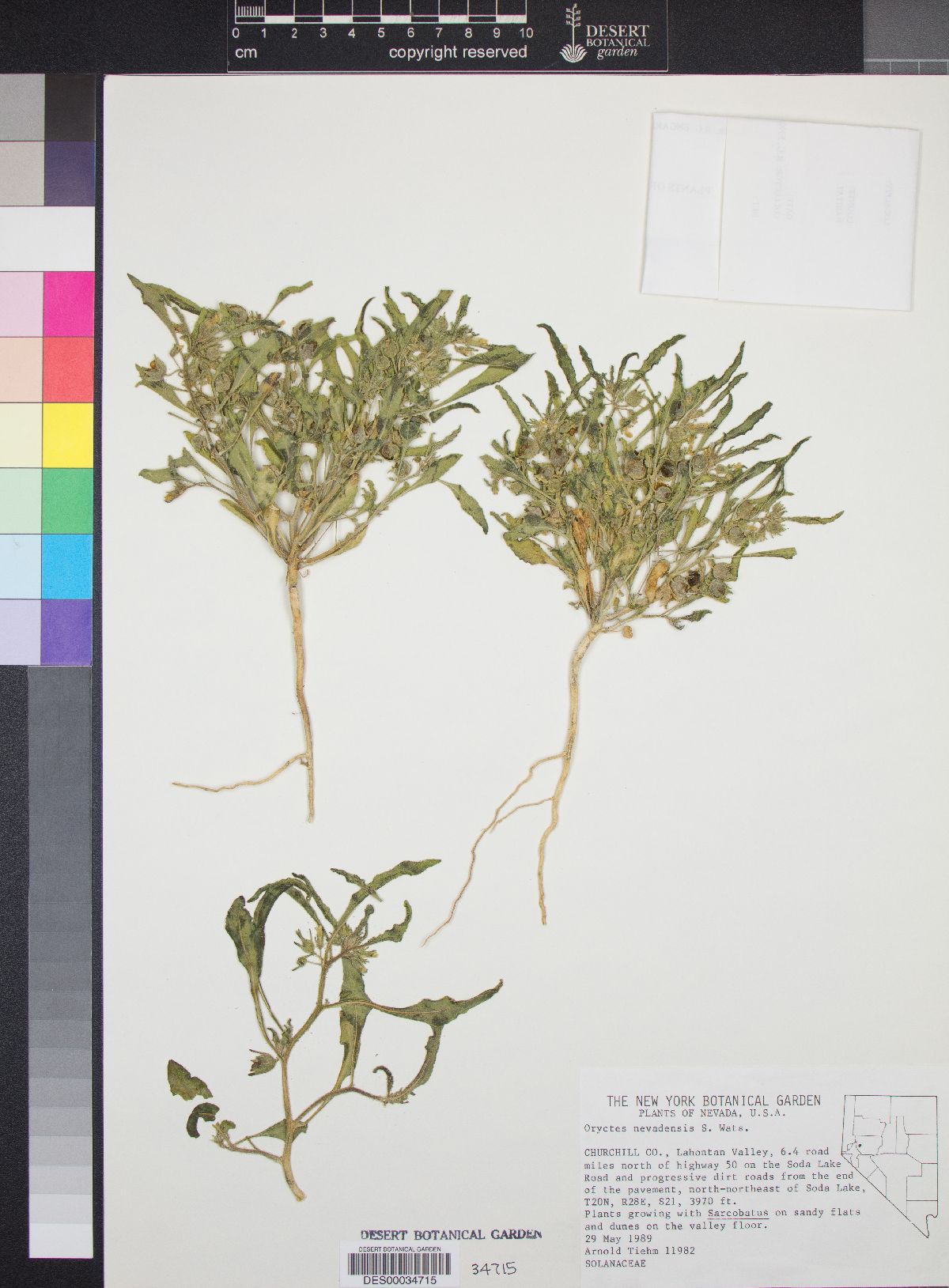 Oryctes nevadensis image