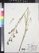 Penstemon comarrhenus image