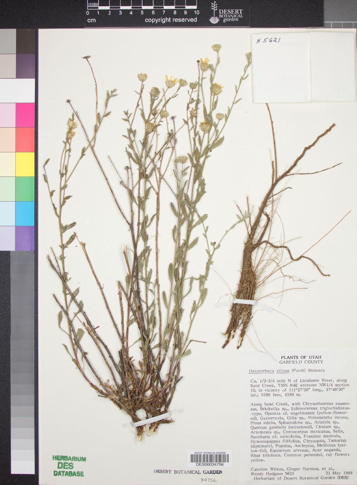 Heterotheca villosa var. nana image