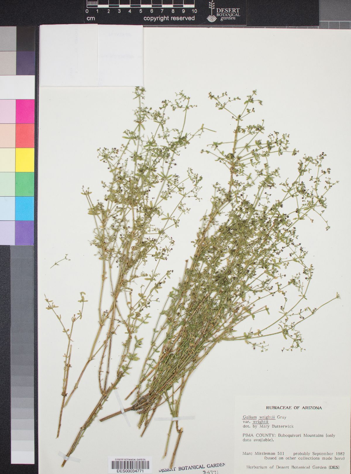 Galium wrightii var. wrightii image