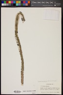 Echinocereus schmollii image