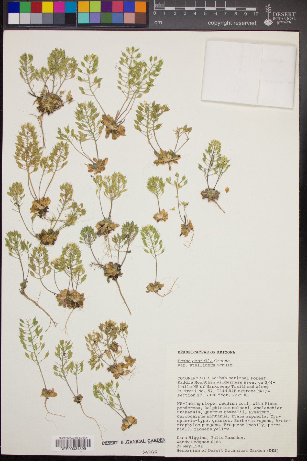 Draba asprella var. stelligera image