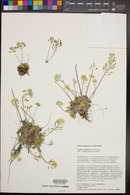 Draba asprella image