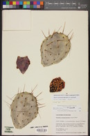 Opuntia engelmannii image