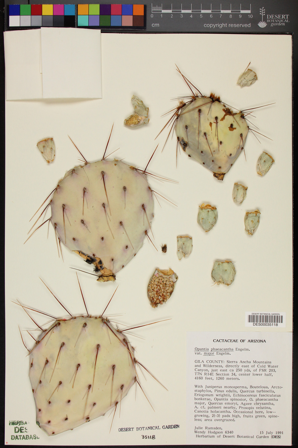 Opuntia phaeacantha var. major image