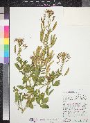 Polanisia dodecandra subsp. trachysperma image