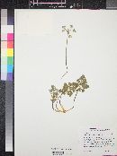 Lomatium mohavense subsp. longilobum image