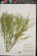 Lepidium virginicum var. menziesii image