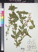 Penstemon pseudospectabilis image