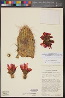 Echinocereus fendleri image