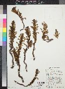 Orobanche cooperi image