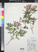 Bouvardia ternifolia image