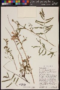 Mimosa dysocarpa image