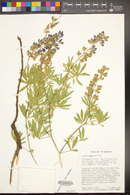 Lupinus argenteus image