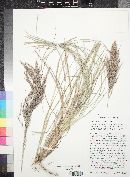 Muhlenbergia emersleyi image