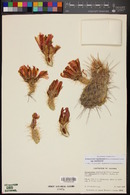 Echinocereus engelmannii var. chrysocentrus image