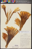 Echinopsis schickendantzii image