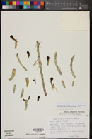 Cylindropuntia arbuscula image