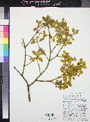 Phoradendron leucarpum subsp. tomentosum image