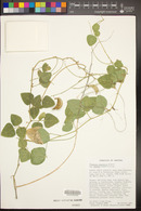 Phaseolus maculatus subsp. ritensis image