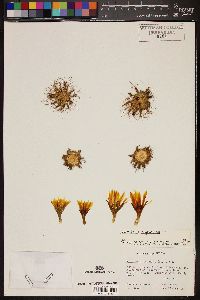Image of Mammillaria longimamma