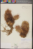 Echinocereus engelmannii image