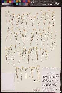 Eriophyllum lanosum image