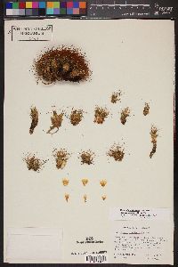 Mammillaria decipiens subsp. camptotricha image