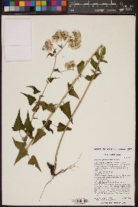 Brickellia grandiflora image