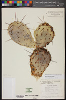 Opuntia macrocentra image