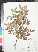 Rhus virens image