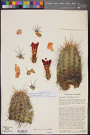 Echinocereus arizonicus image