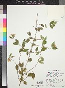 Philadelphus microphyllus image