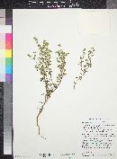 Cryptantha pterocarya image