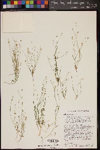 Gilia scopulorum image