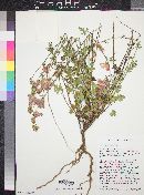 Sphaeralcea rusbyi subsp. gilensis image