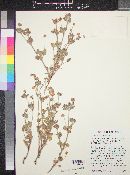 Eriogonum abertianum image