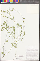 Zornia leptophylla image