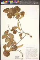 Cercis orbiculata image