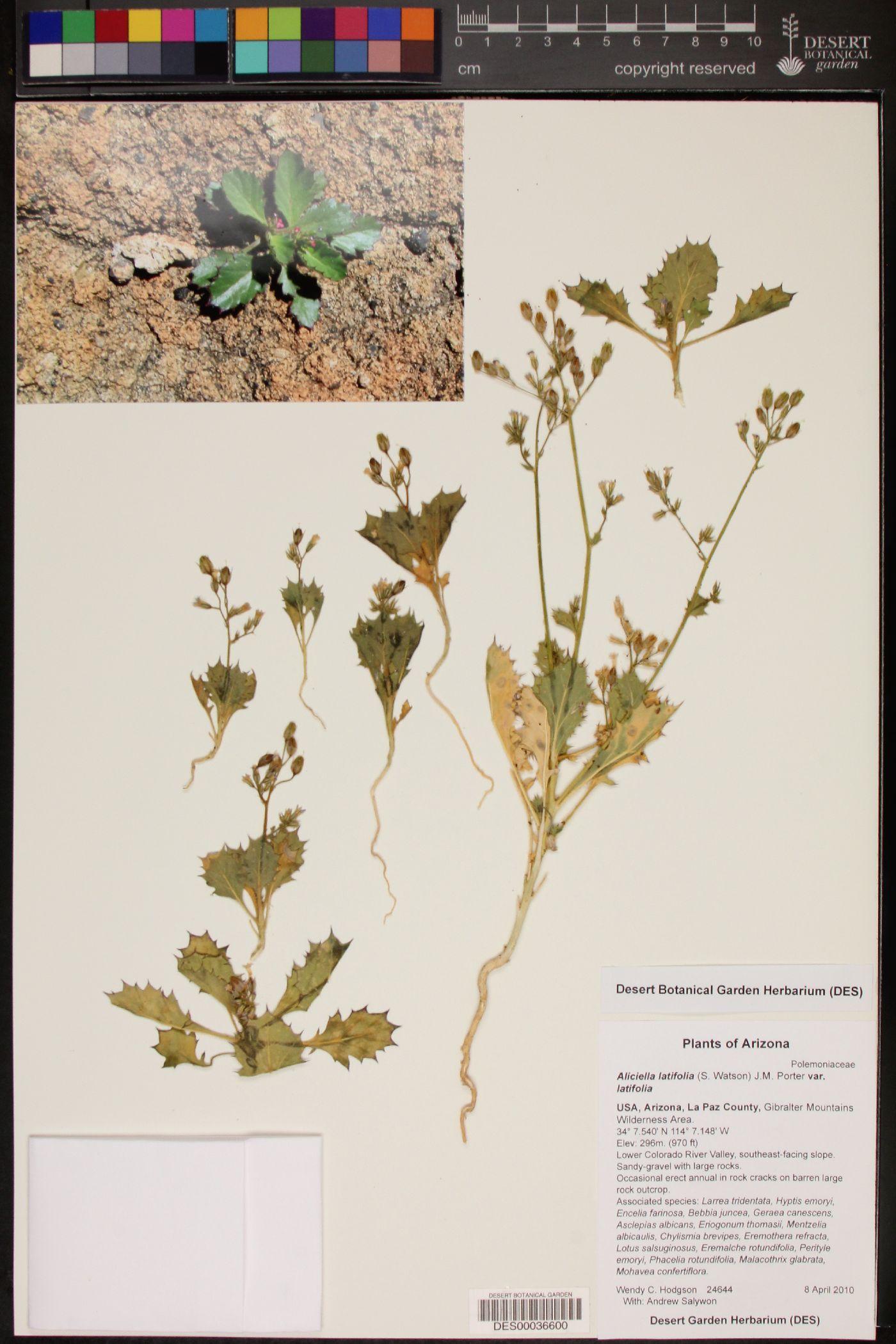 Aliciella latifolia var. latifolia image