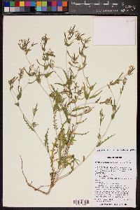 Mentzelia albicaulis image