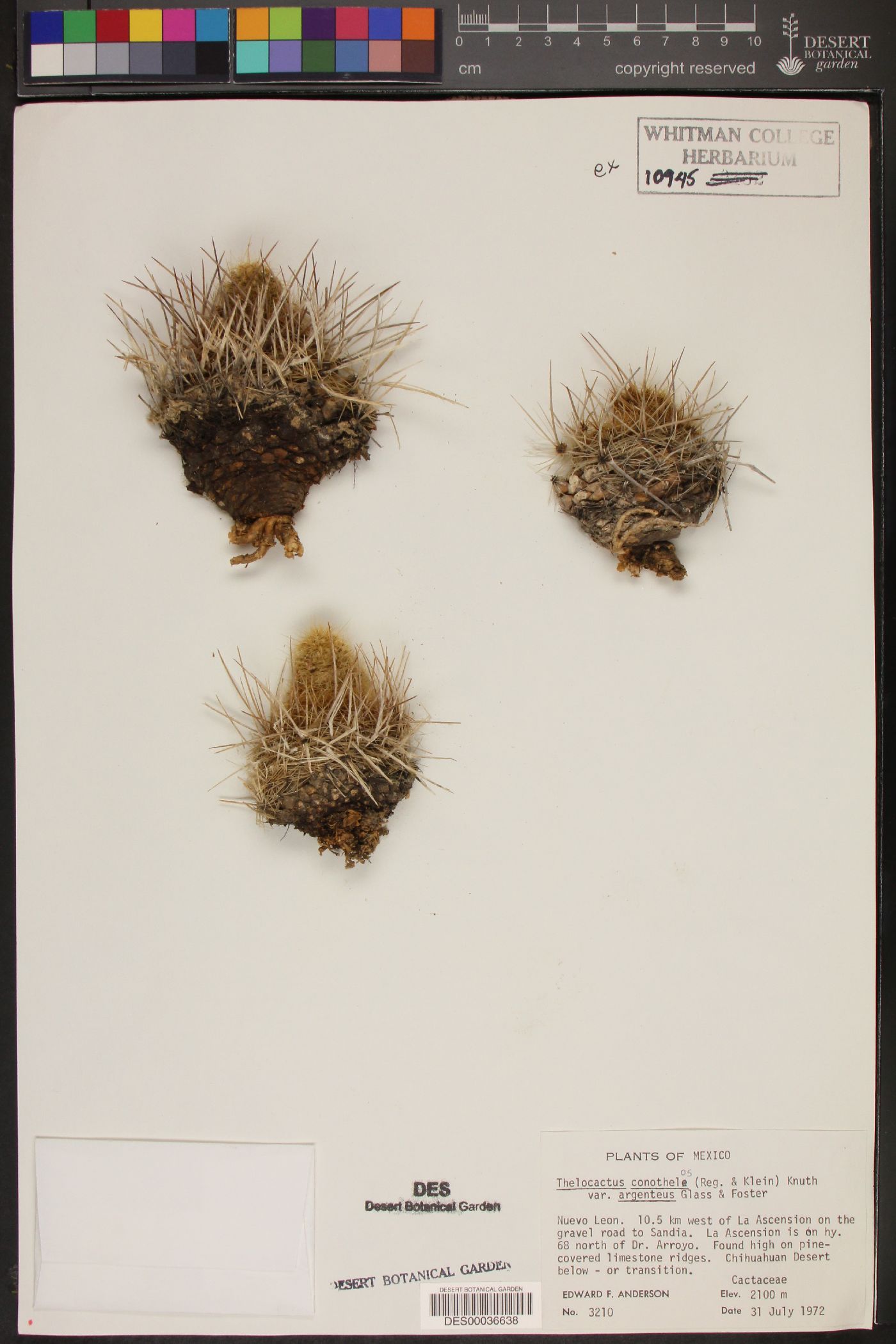 Thelocactus conothelos subsp. argenteus image