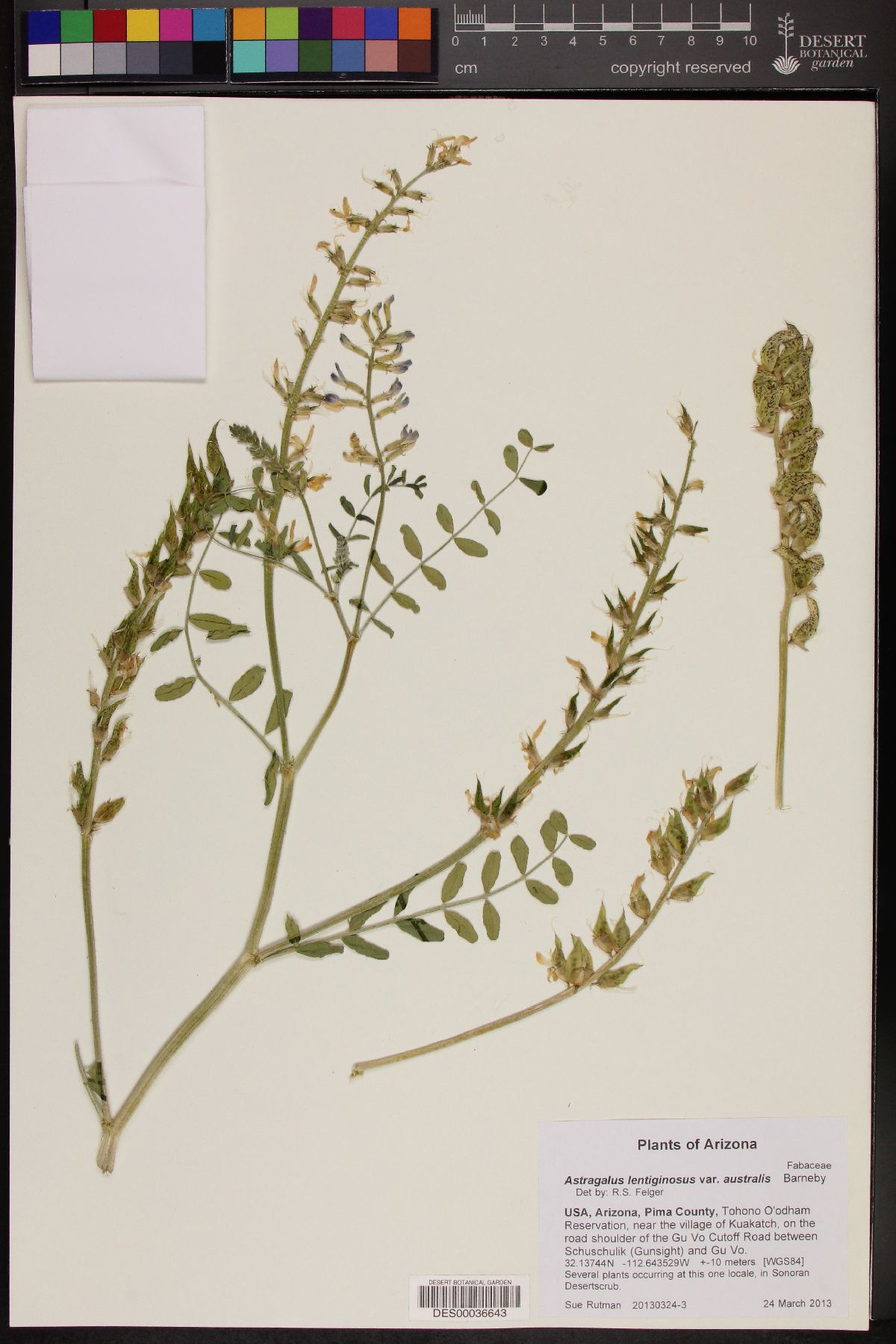 Astragalus lentiginosus var. australis image