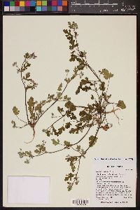 Erodium texanum image