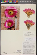 Echinocereus reichenbachii subsp. armatus image