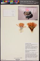 Echinocactus horizonthalonius var. horizonthalonius image