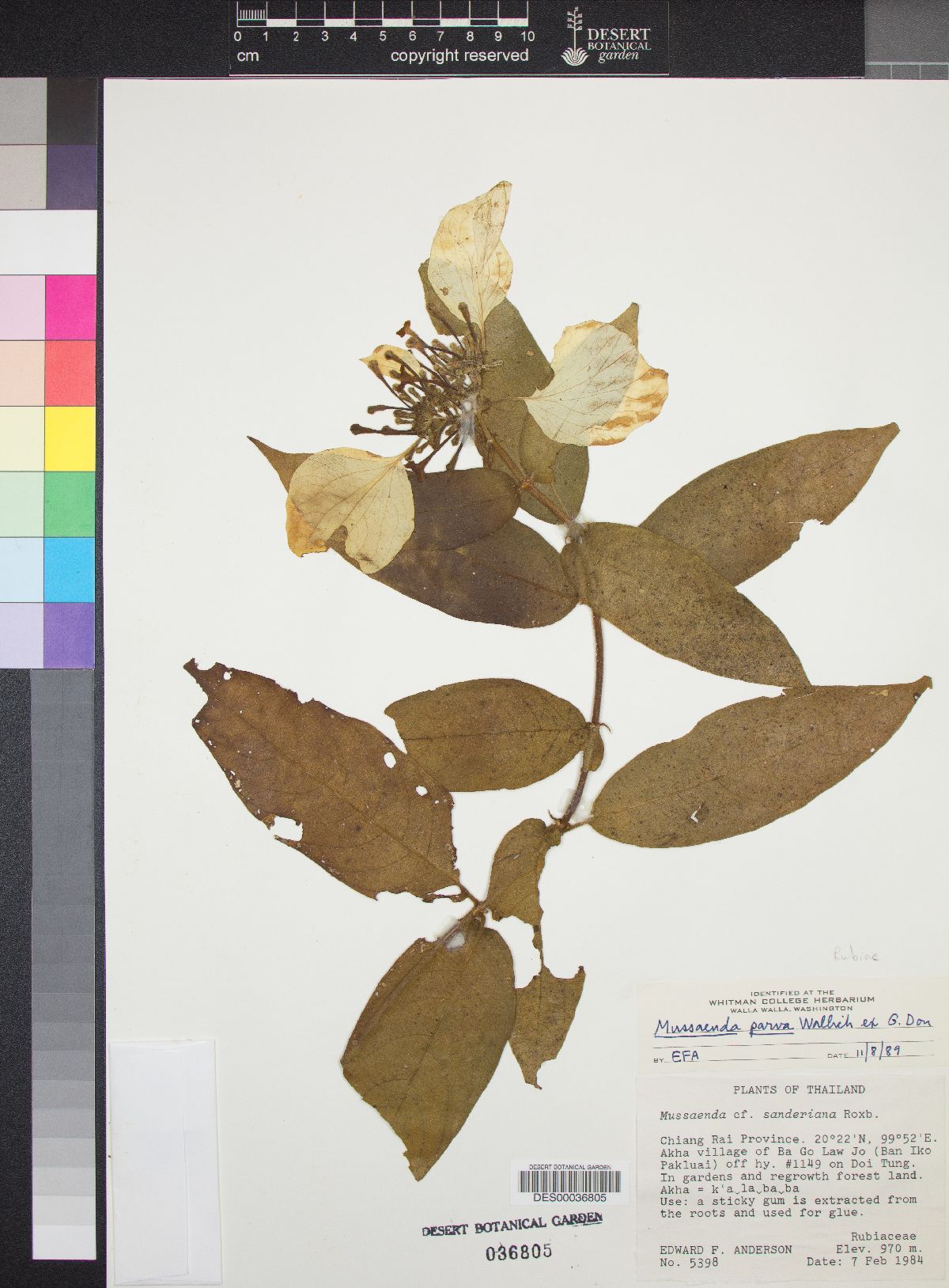 Mussaenda parva image