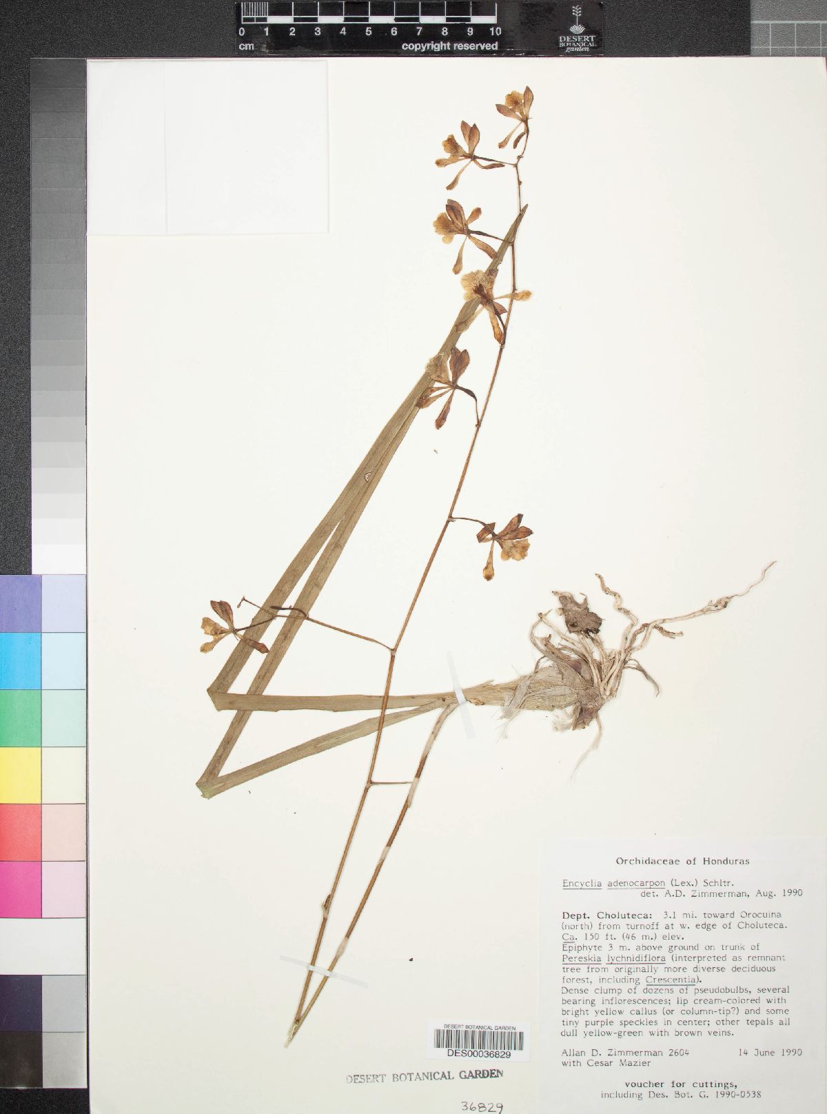 Encyclia adenocarpon image