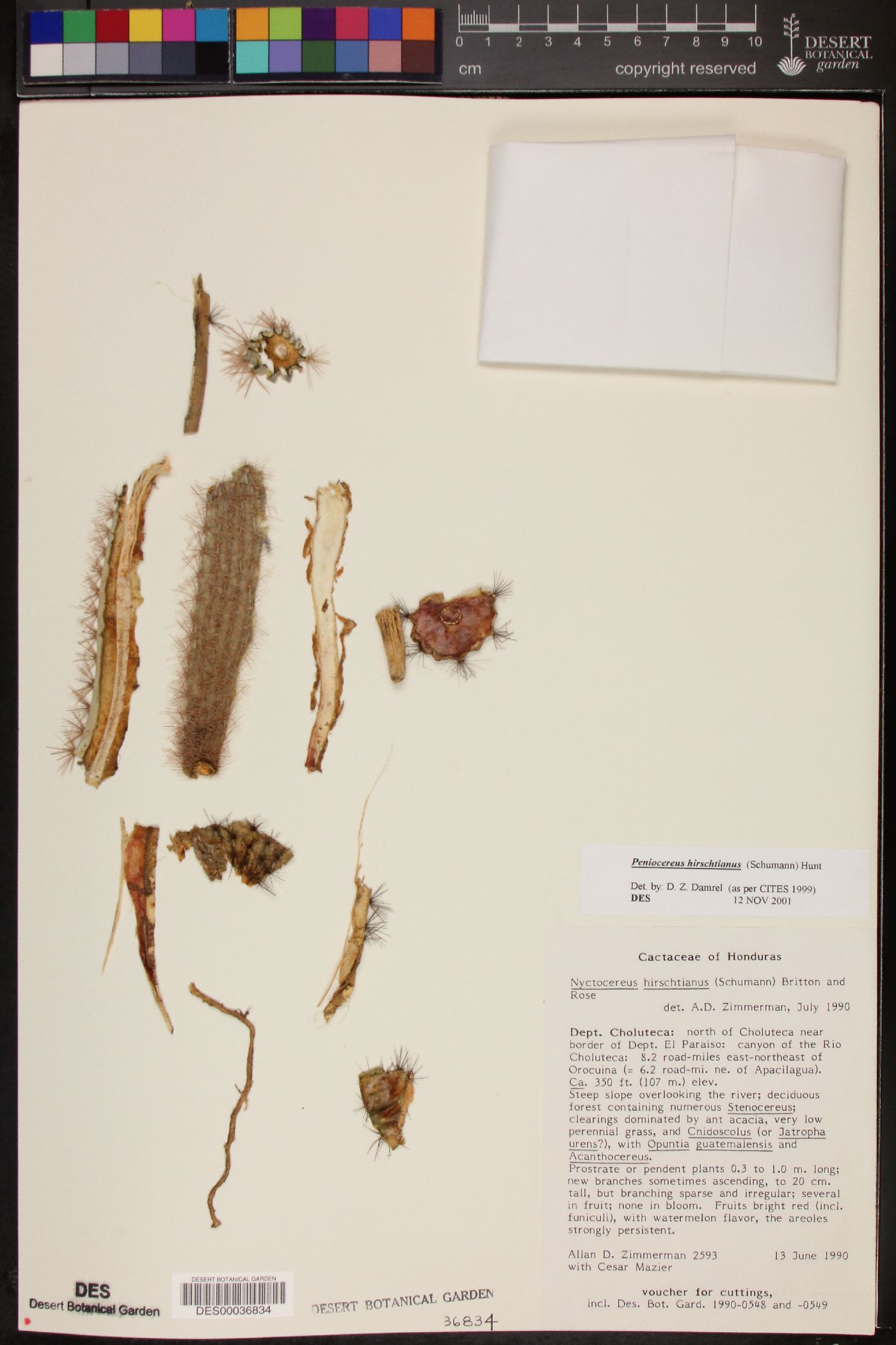 Peniocereus hirschtianus image