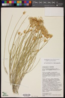 Ericameria nauseosa var. juncea image